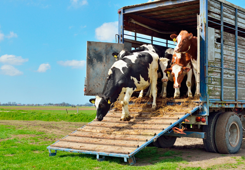 Monitoramento no transporte de animais